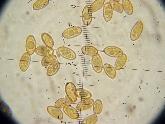 Cortinarius secc. Caerulescentes